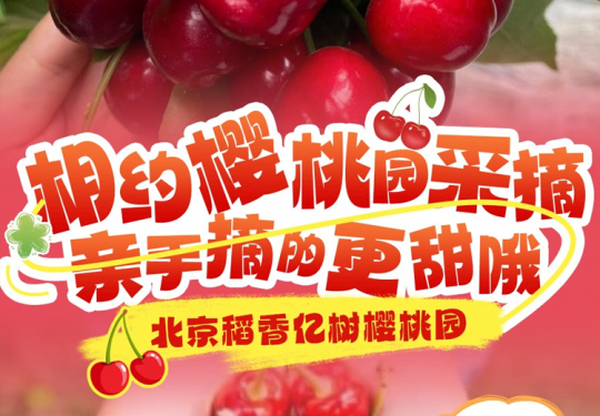 【朝阳区·樱桃采摘·北京稻香亿树樱桃园】【14号线地铁可达】北京稻香亿树樱桃园，¥59单人采摘1斤、¥99/1大1小采摘2斤樱桃带走，可限量品尝！园内多达20+种樱桃品种，周末节假日通用