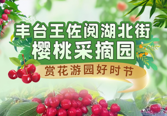 【丰台·樱桃采摘】【丰台王佐阅湖北街樱桃采摘园】￥99单人畅吃车厘子可带走1斤！玩儿童休闲娱乐区、逛萌宠乐园、现场还有樱桃研学讲解，赏花游园好时节！