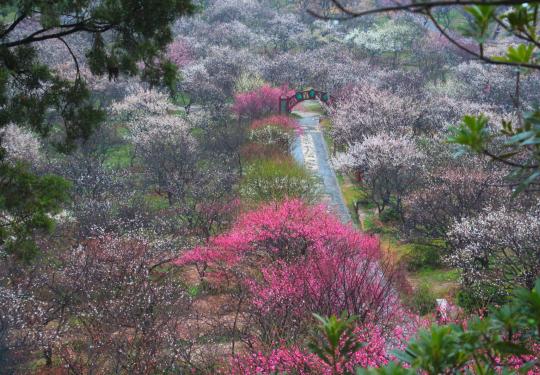 2024苏州香雪海景区介绍+地址+门票
