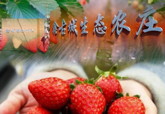 【昌平·鑫古城生态农庄·草莓采摘】摘草莓啦！2大1小仅需69元！草莓采摘、喂养小动物、冬日畅滑冰场、赏多肉等，不限品种采摘草莓1斤，带走多肉盆栽1盆、免费提供饲料投喂小动物..