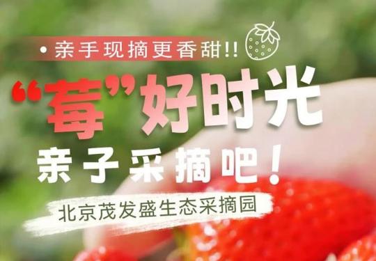 【昌平·小汤山·草莓采摘】【周末节假日通用】￥98/2大1小或2大2小，可3斤草莓采摘带走！昌平茂发盛生态采摘园，带上家人来一场郊游！