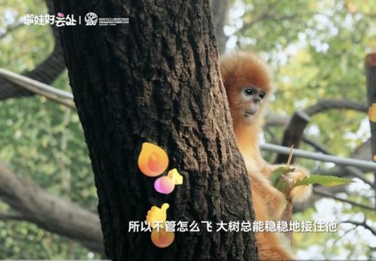 拿捏春日惊喜！抖音生活服务「遛娃好去处」携手红山森林动物园一起“搞事”啦