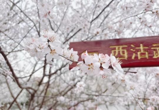 第35届天津运河桃花节时间定了！自驾停车点位+免费环游巴士→