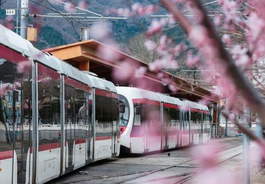 收藏！这个三月乘着“最美西郊线”穿越花海，最佳乘车时间和路线——