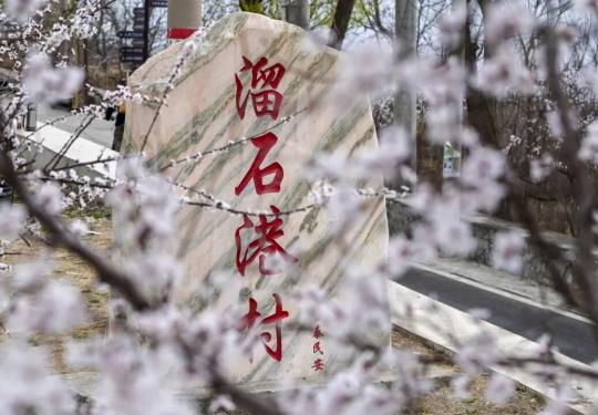 昌平溜石港：梯田花海绘春景 京郊山野藏浪漫