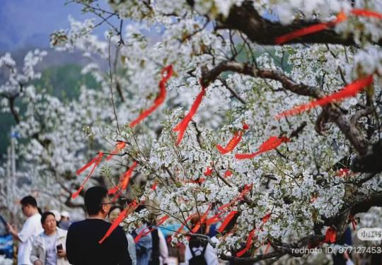 第二十八届北京平谷国际桃花节启幕 湖畔耕读园4月10日起免费开放