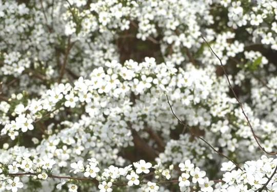 通州宋庄小杨公园雪柳盛放 白色花海成春日新晋打卡地
