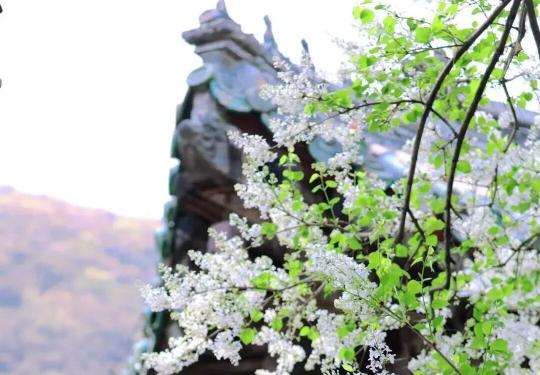 北京四月丁香赏花全攻略：赴一场紫色花海之约