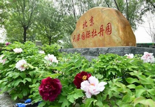 2026 北京牡丹赏花全攻略｜超大花海三选一，不挤景山也能看国色天香