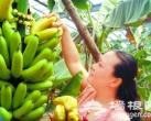 第五季农业生态观光园 京产热带水果一年四季可采摘