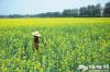5月尾巴6月前奏 探访京郊最大油菜花海