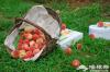 京郊盛夏水蜜桃 采摘一缕夏日香气