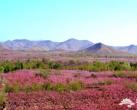 花都开好了 不去后悔的河北赏花胜地