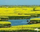 2014江苏兴化油菜花节