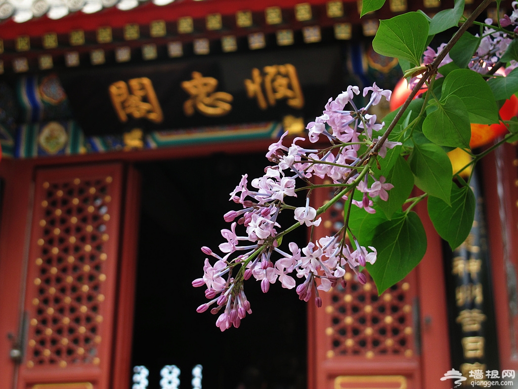 也被称为"繁花之寺",老北京曾有"悯忠寺(法源寺)的丁香,崇效寺的牡丹