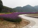 太师屯镇车道峪村 甘薯粉丝们的福地