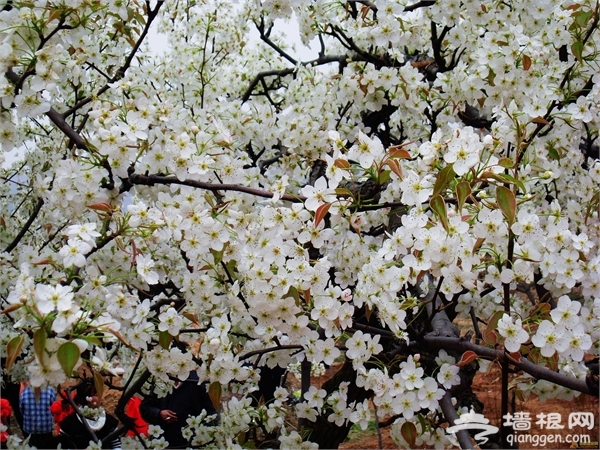 2015魏县梨花节时间:2015-03-01 至 2015-04-152015魏县梨花节地点