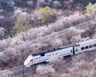 和谐号列车穿越居庸关花海 被赞开往春天的列车
