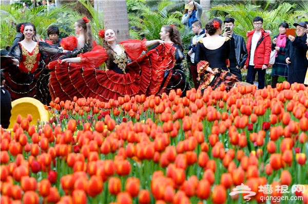2016天津热带植物园第五届荷兰郁金香文化旅游节开幕