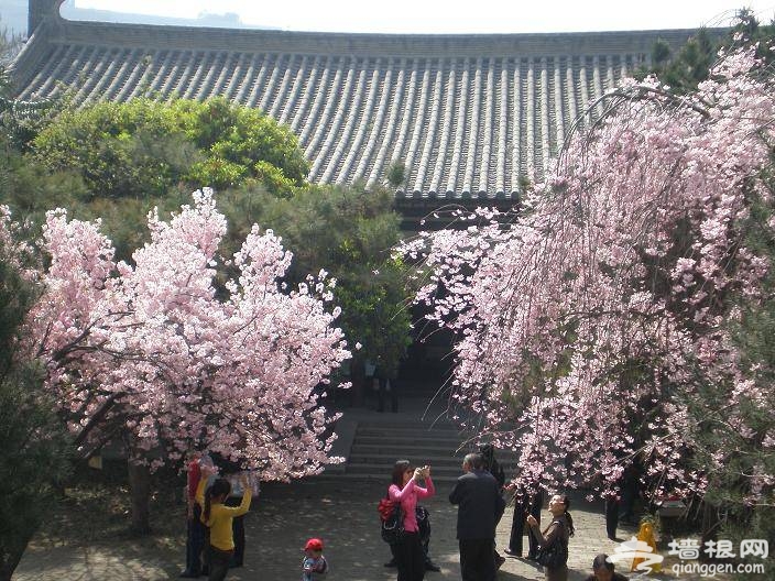 2016西安青龙寺樱花节攻略