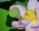 2016查干湖荷花节 聆听查干湖畔“好声音”