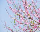 北京平谷桃花节交通攻略（京津冀自驾路线）