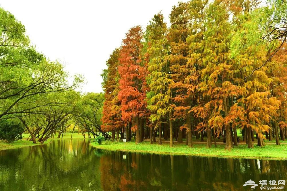 小众而惊艳 上海最美水杉观赏地大盘点 (图)-上海游攻略-墙根网