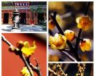 北京去哪里看梅花 可以来这几个景区踏雪寻梅