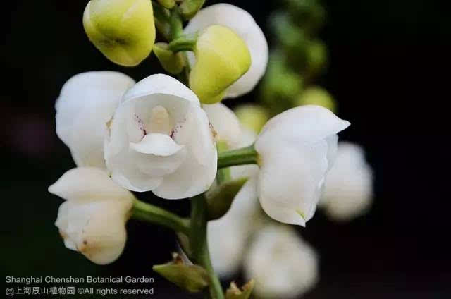 鸽子兰观赏点:沙生植物馆.羚羊石斛原产澳洲及新几内亚等地.