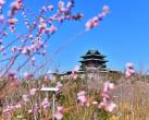 4月踏春寻花，就来北京世园会园区