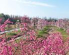 2024问花村(开放时间+景区地址+门票票价+赏花指南)