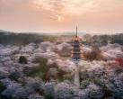 2023武汉东湖樱花园免费门票、门票预约、赏樱路线、景区地图