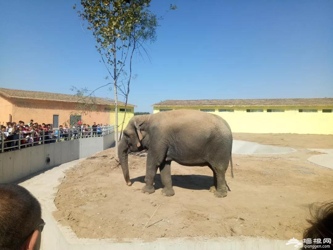 2023衡水野生動物園門票價格及預約入口(附導覽路線圖)[牆根網]