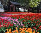 成都花舞人间门票价格（开放时间+优惠预定+游玩攻略）
