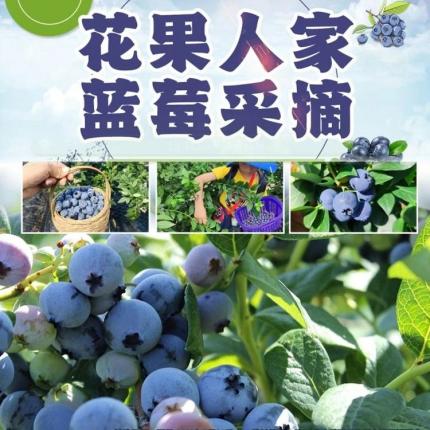 鲜嫩多浆的蓝莓等你来采摘！¥39.9抢价值60元「花果人家蓝莓采摘」一大一小蓝莓采摘入园畅吃！