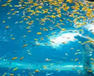 2024重庆汉海海洋公园门票多少钱(附购票入口+游玩攻略)