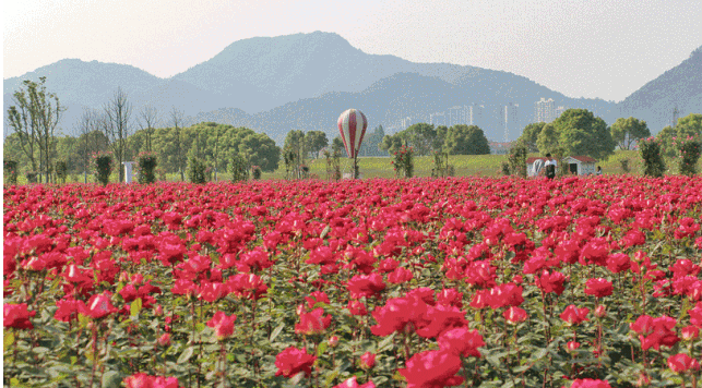 新沙岛玫瑰园攻略(花期 景区介绍 门票价格)