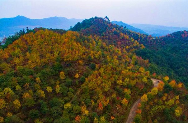 重庆巴南彩色森林景区图片