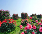 新沙岛玫瑰园攻略（花期+景区介绍+门票价格）