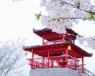 2024浔龙河樱花谷攻略(门票价格、赏花最佳时间、门票预约)