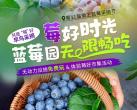 【5月20日开园采摘】 第十一届徽王蓝莓采摘节 早鸟采摘票低至￥19起 500亩蓝莓园无限畅吃 无动力设施（沙滩寻宝、蹦蹦云）免费玩、 体验莓好市集活动 约上朋友家人，一起体验亲手采摘的乐趣吧！
