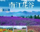 【南江花谷丨无需预约】9.9元起享南江花谷一大一小门票！不能错过的户外玩耍圣地来啦~一定要来欣赏魅力绽放的菊花，品种丰富，眼花缭乱~
