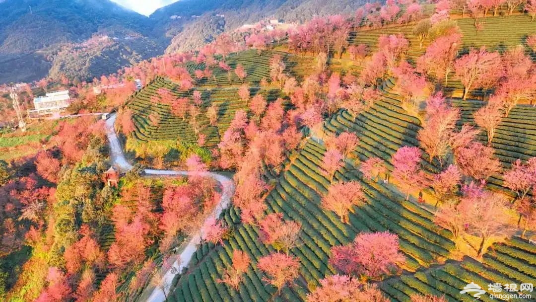 美翻了！无量山樱花谷迎来最佳观赏期，附自助游打卡手册[墙根网]