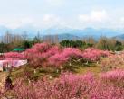 问花村最佳观赏时间2024年(门票价格+优惠政策+游玩攻略)