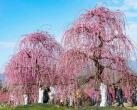 2024都江堰问花村门票+地址+介绍+开放时间
