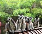 2024深圳野生动物园门票价格+门票预订+优惠政策
