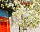2025年北京智化寺梨花观赏指南(开放时间+预约)