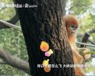 拿捏春日惊喜！抖音生活服务「遛娃好去处」携手红山森林动物园一起“搞事”啦