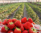 【昌平区·采摘】1-5人｜¥168【中垦三菱农场】摘草莓2斤+摘西红柿4斤+挖胡萝卜3斤+喂兔子，提前1天电话预约，涵盖春节五一！