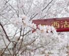 第35届天津运河桃花节时间定了！自驾停车点位+免费环游巴士→